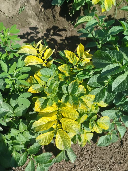 ايه المرض و العلاج دي في البطاطس